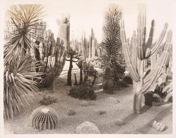 Desert garden, general view, 1926