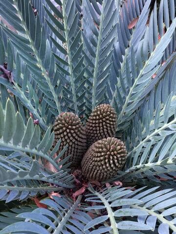 Encephalartos princeps