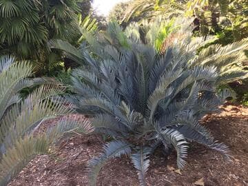 Encephalartos lehmannii