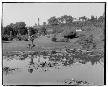 Lily pond with Victoria lily, circa 1916